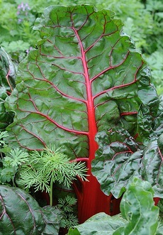 chard